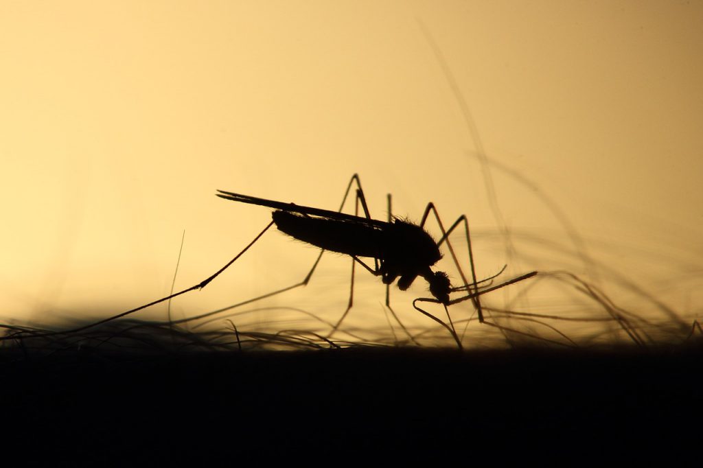 יתושים בקיץ
